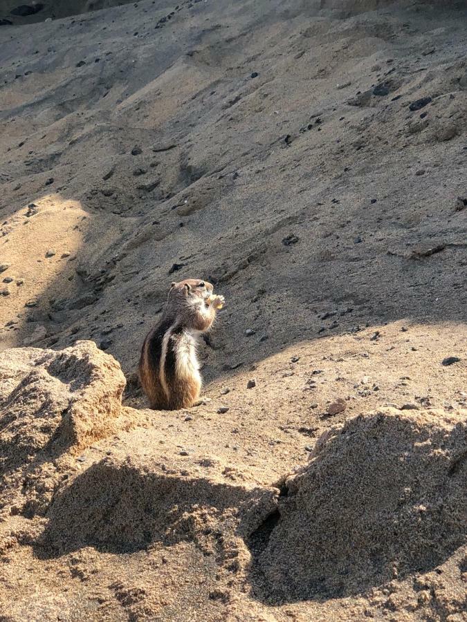Fuerteventura Resort Bouganville Costa De Antigua Dış mekan fotoğraf